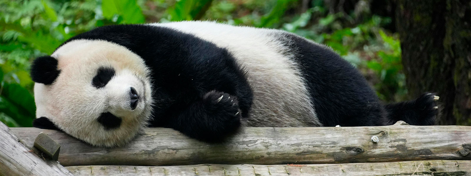 Dalla Terra dei Panda a Shangri-La: viaggio nella Cina più autentica